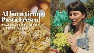 Las Gallinas vuelven a poner Huevos | Al buen tiempo Pasta Fresca! Huevos y Trasplantes!