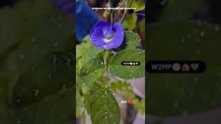 Minivlog - 230  Garden Set Up️ #shorts #shortsfeed #diy #gardening @RahumanWithBhuvi