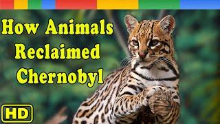 [Nat Geo Wild] Wildlife Takeover - How Animals Reclaimed Chernobyl - Animals Documentary Nature