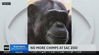 Sacramento Zoo says good-bye to its chimps