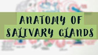 Anatomy of Salivary Glands (Easy)