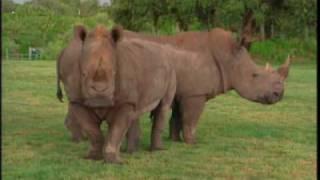 Serengeti Plain Overview | Busch Gardens Tampa Bay