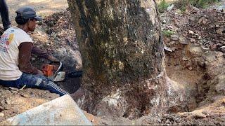 TOO DEEP ROOTS ARE DIFFICULT TO CONQUER ‼️FELLING OF LARGE TREMBESI TREES