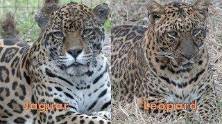 Jaguar VS Leopard - FAQ Friday