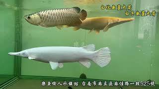 台南麻豆樂魚愉人水族 #大型魚 #珍稀魚 #水族館#名將龍魚 #樂魚愉人水族 歡迎來店～