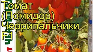 Томат Черрипальчики F1. Краткий обзор, описание характеристик solanum lycopersicum Cherripalchiki F1