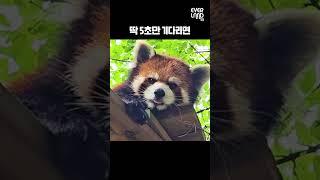 5초 뒤에 벌어지는 깜짝 놀랄 일｜#shorts #레서판다 #심쿵