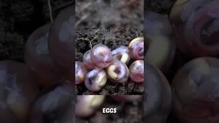 Weirdest animals eggs in the world. #animals #facts #wildlifeanimals