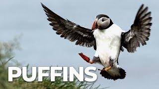 Photographing PUFFINS in ICELAND -  bird photography