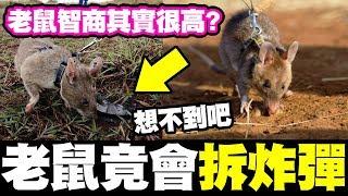 墨鏡哥當藏鏡人｜顛覆你的想像！《全球十大最聰明的動物》竟然是這些！｜墨名奇妙# 72上集｜冷知識