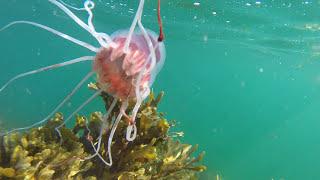 Deep sea jellyfish (Periphylla periphylla)