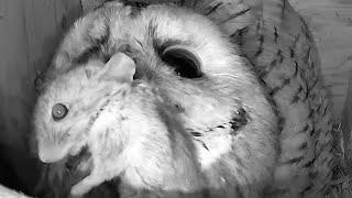 Tawny Owl dinner