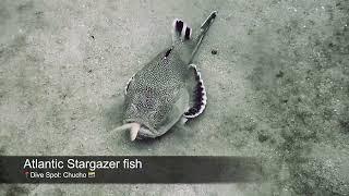 Atlantic Stargazer fish 