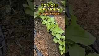 김장무 이렇게 심고 첫 추비웃거름은 이때 이렇게 주시면 크고 단단한 무가 됩니다 #김장무키우기