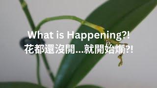 [EN SUB/中文字幕] WHAT?! Spike Rot?? What Happened & How I Saved This Orchid | Orchid Care Tips