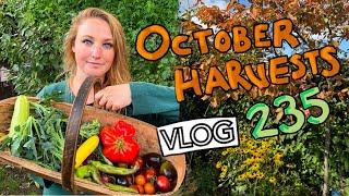 The Allotment in October. Harvests and Still planting out. Ep 235 || Plot 37