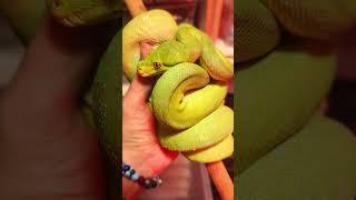 BLUE GREEN TREE PYTHON