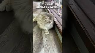 【ライブ映像】春日部のスクランブル交差点 #猫 #渋滞 #癒し #shorts #春日部