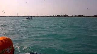 Delfines en Isla Aguada, Carmen, Campeche 4