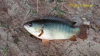 The Walking Fish | Climbing Perch Fish Way to Pond