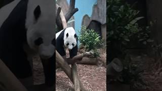 Cute Panda walks #panda #pandasong #singapore #couplegoals #riversafari