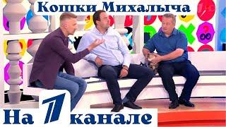 КОШКИ МИХАЛЫЧА на 1 канале.