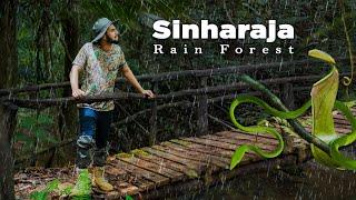 Sinharaja Forest Trek | Sri Lanka | Sustainable trek with Browns Hotels and resorts