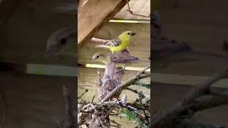 Sudan golden sparrow | Finch Aviary | Noisy Bird