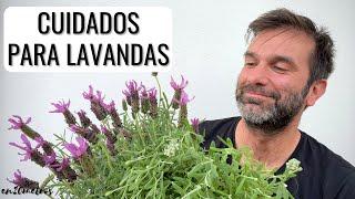 CUIDADOS Y CURIOSIDADES DE LA LAVANDA: poda, fertilización y riego || en20metros