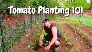 Tomato Planting 101 EVERYTHING You Need To Know Before Planting Tomatoes