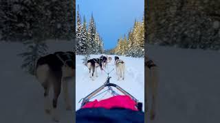 Dog sledding in Banff #banff #winter #dogs