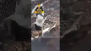Ужасная Ошибка Ястреба #природа #shorts