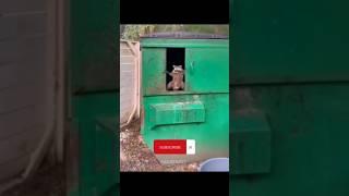 Funny Animals 2023  - Funniest Cats and Dogs video   #shorts