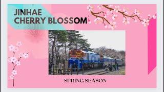 Jinhae Trip: Cherry Blossom 진해 벚꽃여행진해 군항제