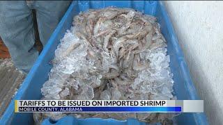 "Everything helps": Local shrimpers happy for foreign shrimp tariffs