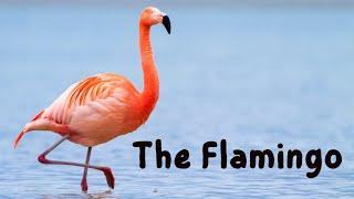 Flamingos | Kids educational video