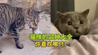 宠物解说：猫咪的品种大全，你喜欢哪只？