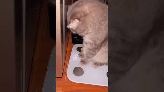 I'm 5.65kg Mom | FUNNY CAT | Cat Video 68