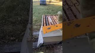 Pry Bar Hive Tool