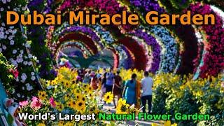 Dubai Miracle Garden - Worlds Largest Natural Flower Garden  Guide