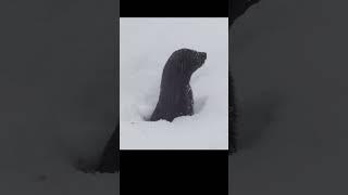 American mink crawls out of a hole after a snowfall. #shots #wildlife