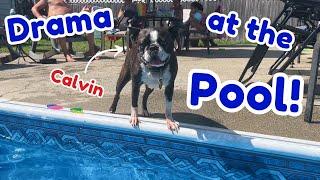 BOSTON TERRIER Causes *DRAMA* At The Pool!