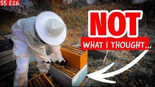 A Winter Survival Strategy: Drone Brood Removal and Nucs?! Beekeeping 101 #beekeeping