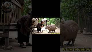 Capybara chơi cùng gà con