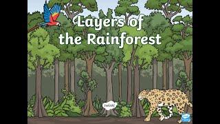 Layers of the Rainforest