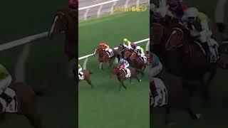 South Star wins again!   #hkracing #horse #horseracing #horsesports #horseraces