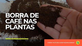 BORRA de CAFÉ nas PLANTAS - Jardinagem em 2 minutos