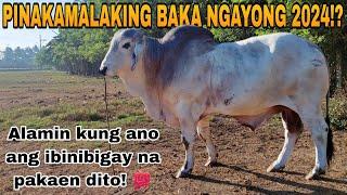 PINAKAMALAKING BAKA NGAYONG 2024!? | Dji Osmo Action 4 | Livestock Farming