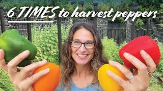 When to Harvest Bell Peppers – 6 Times to Pick Them & How!