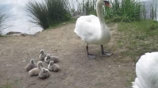 Schwan-Familie mit 6 neuen Schwanenküken